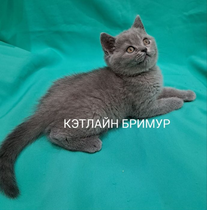 Британские котята из питомника!