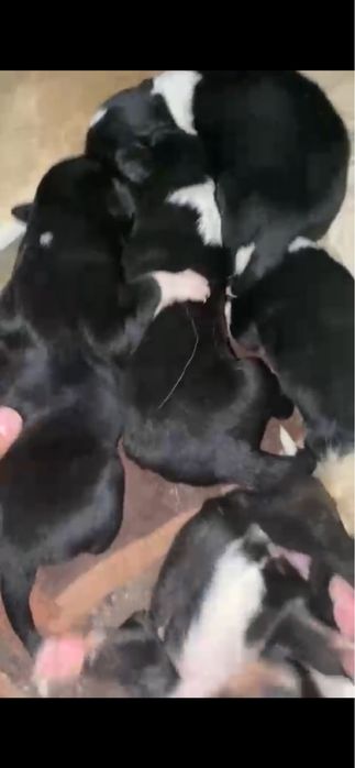 Алабай сука САО девочка