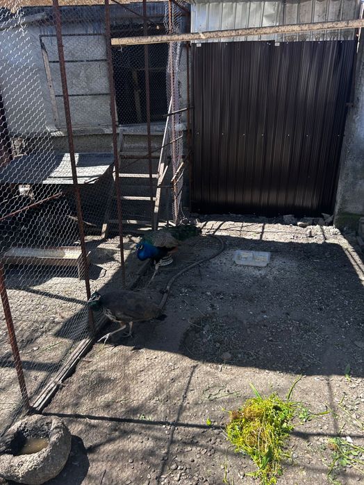 Vind pauni rasa comuna
