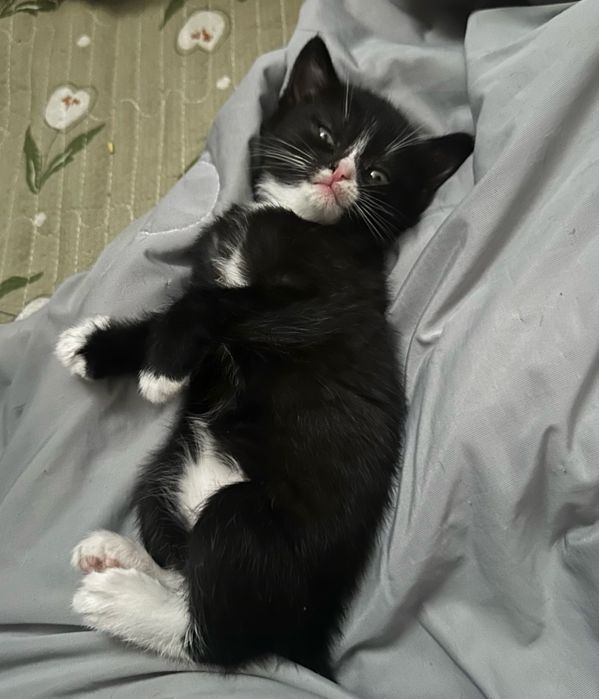 Домашние котята в добрые руки