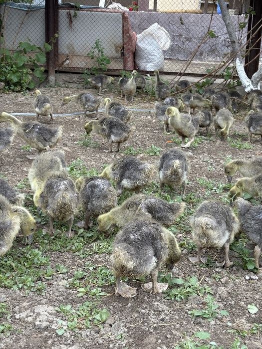 Үй қаздары сатылады . Продам домашних гусей.