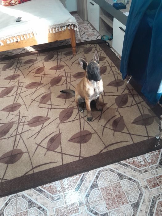 Белгийска овчарка малинуа