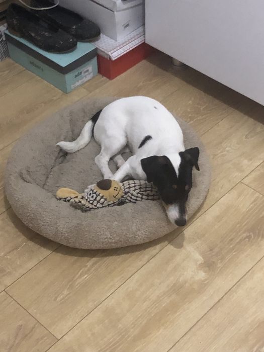 Cazare caini talie mica si medie