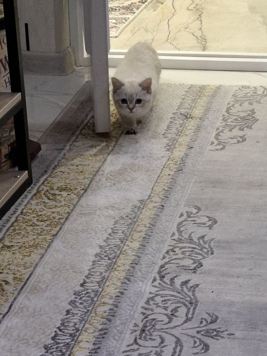 Продам британский скоттиш страйт