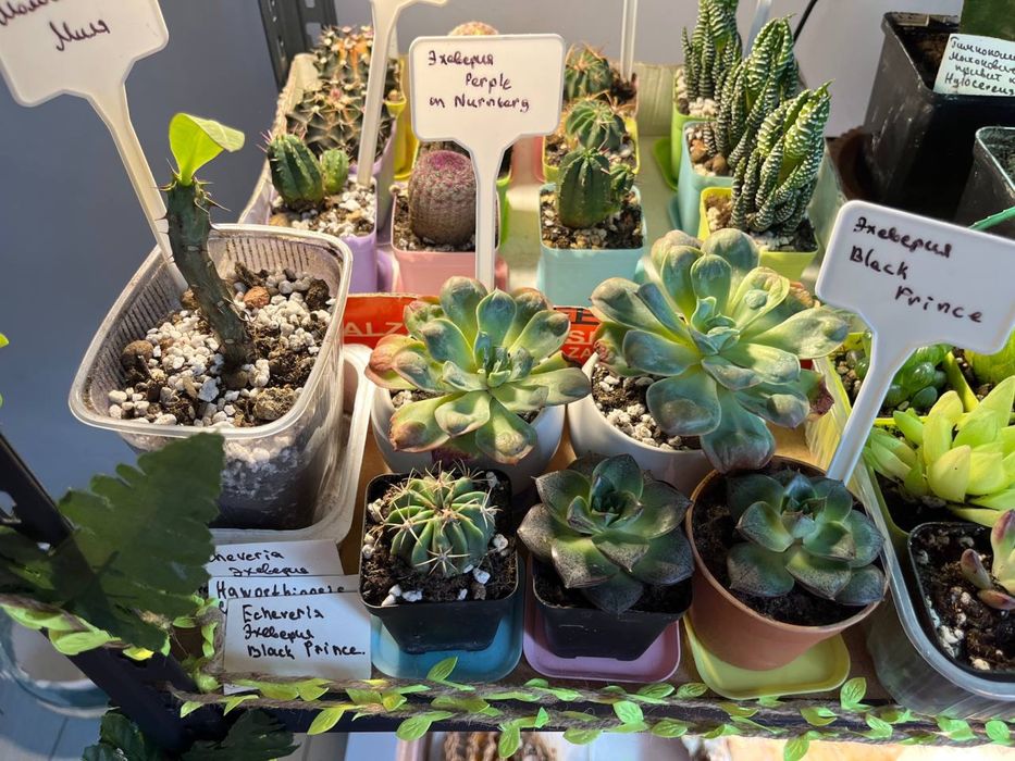 Кактусы и суккуленты