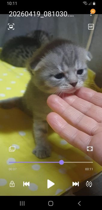 Чистокровные мальчик плюшевый