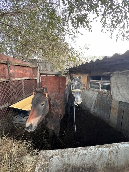 Продам кобылу с жеребенком(жеребёнок девочка)