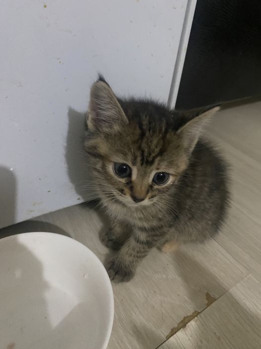 Отдам котят бесплатно