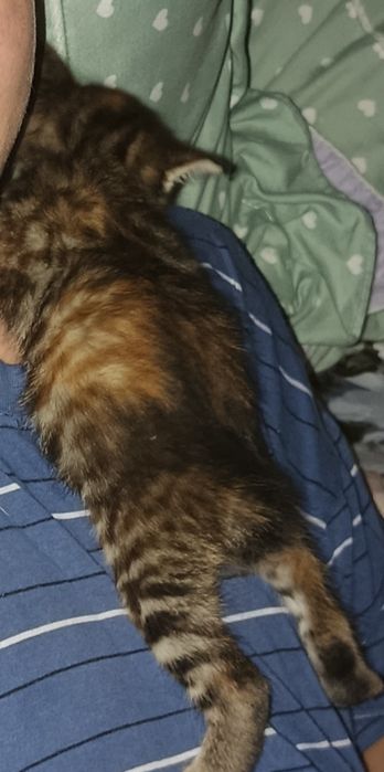 Отдам котят в хорошие руки