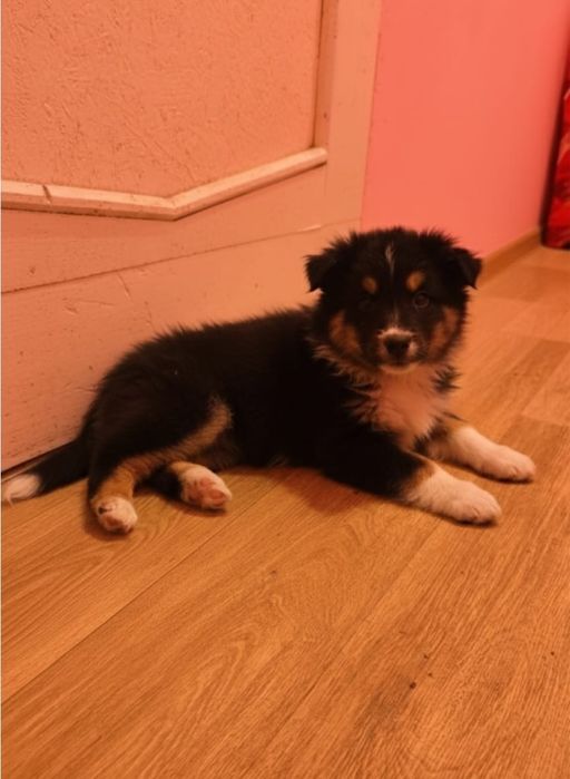 Щенки в добрые руки