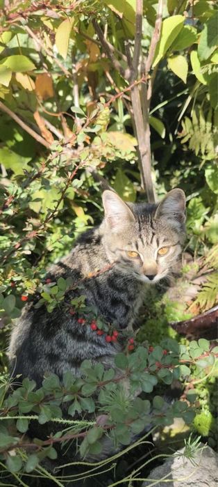 Котята ищут своих хозяев
