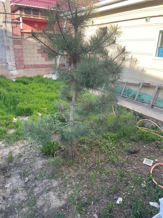 Ёлки домашний 5 летки