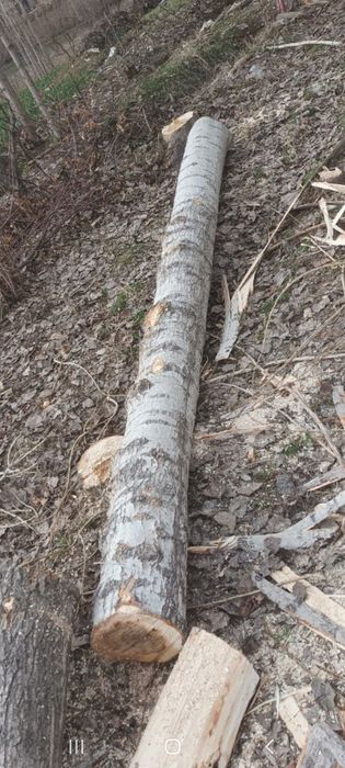 Terak g‘o‘la sotiladi