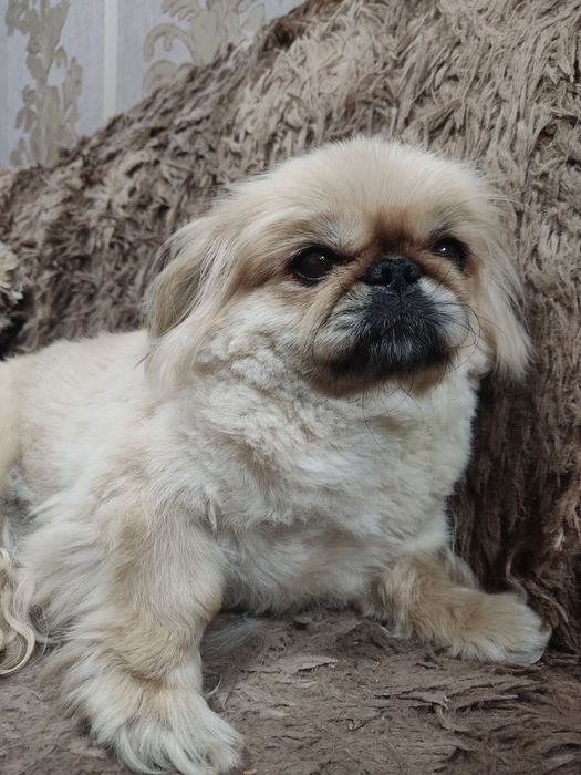 Пропала собака Пекинесс