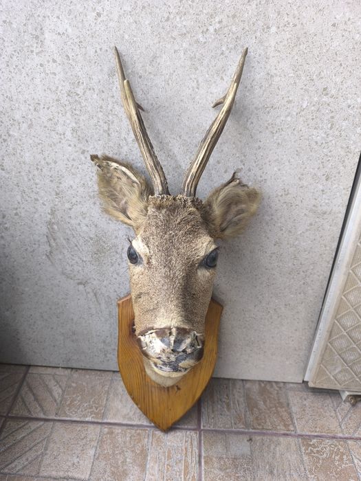 Продавам препариран бюст на сръндак