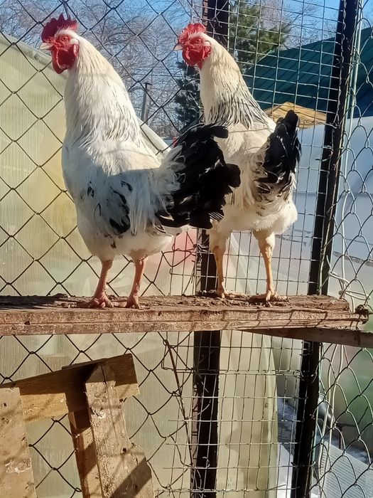 Продам молодых петушков