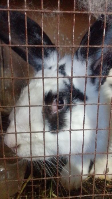 продам кролих. Бишкуль