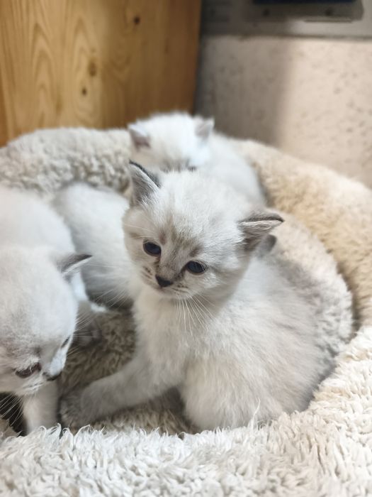 Британски котенца