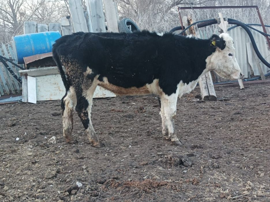 Продам телку яловая