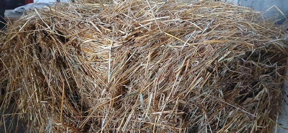 Baloti  paie de ovăz  1.2x1.3m