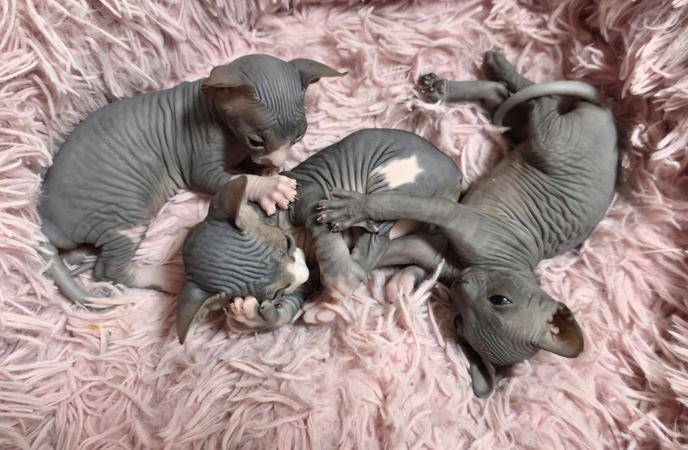 Продам котят канадского сфинкса