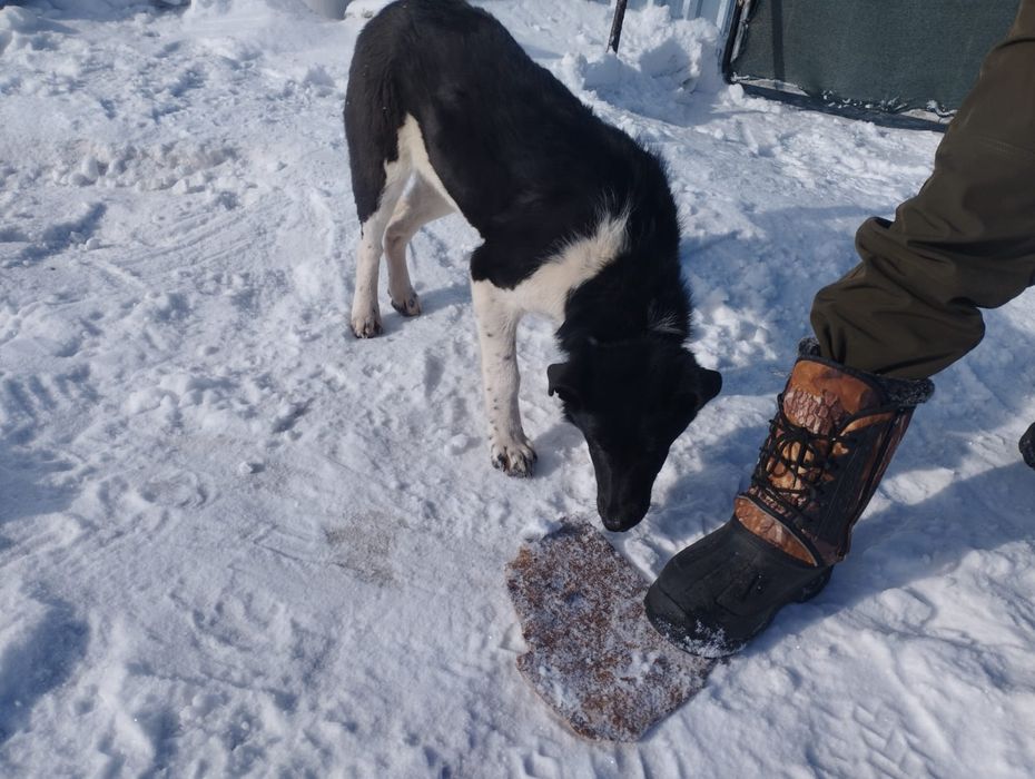 Щенок 3-4 месяцев