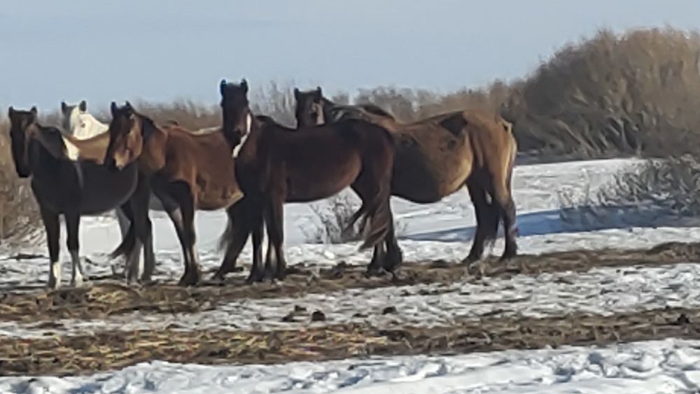 Байтал 3шт. Молодняк