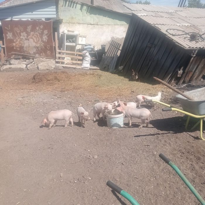 Продам маленьких поросят