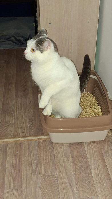 Отдам кота бесплатно