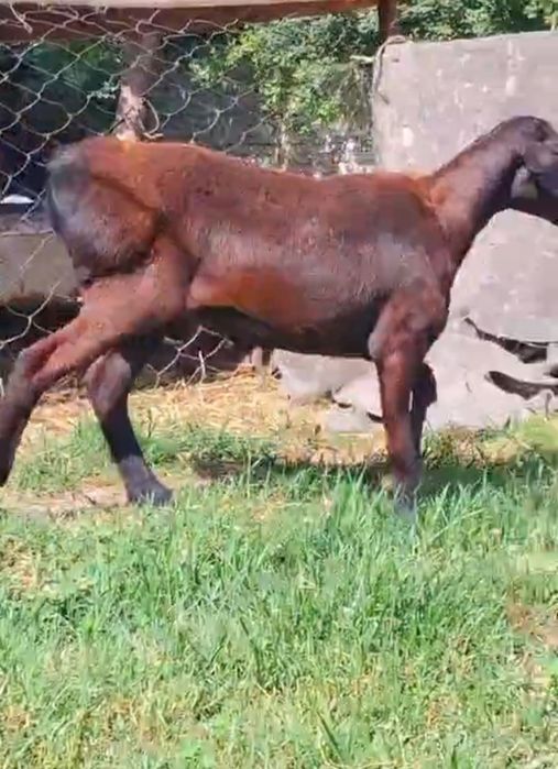 Зотли тоза хусори каштан куй сотилади