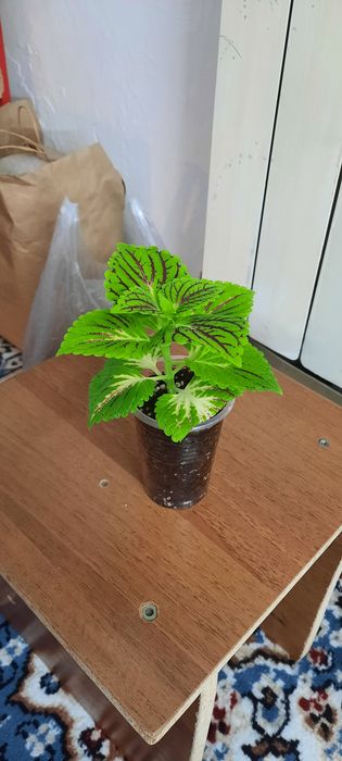 Фикусы красивые молодые