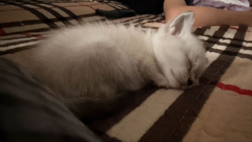 Котенок