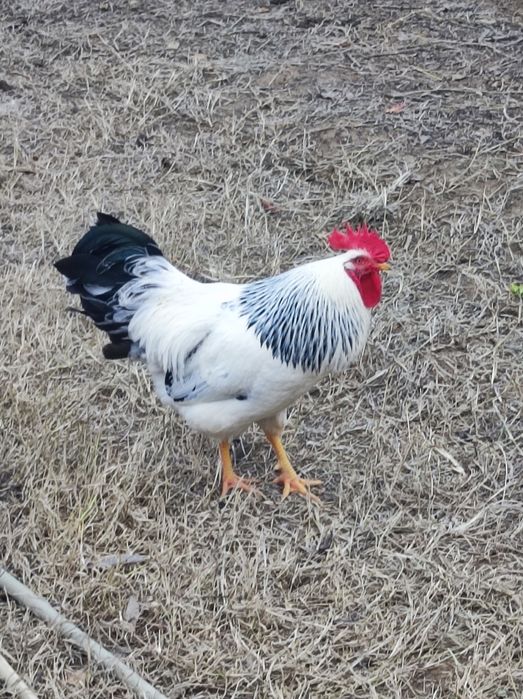 Хуроз сотилади (ADLER)