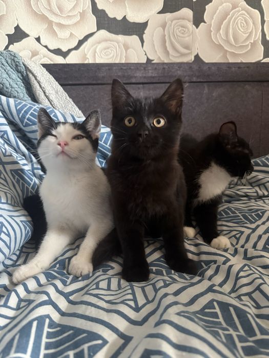 Отдам Котят в добрыре руки
