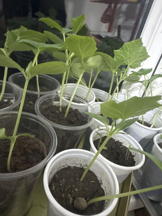 Рассада огурцов крепкие