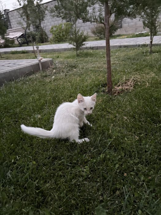 Белый пушистый котенок