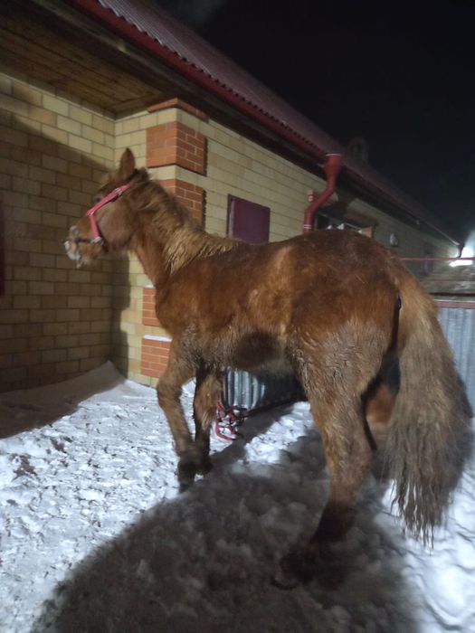 Жабағы еркек(жеребчик)