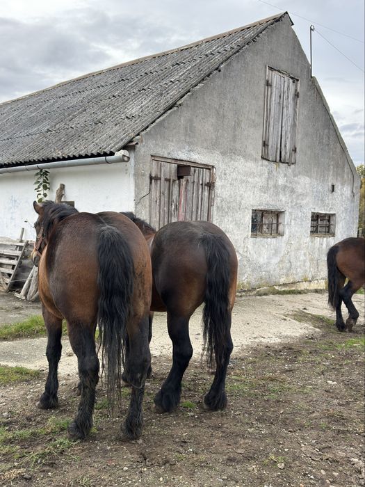 Iapa si manze de vanzare sau schimb cu oi