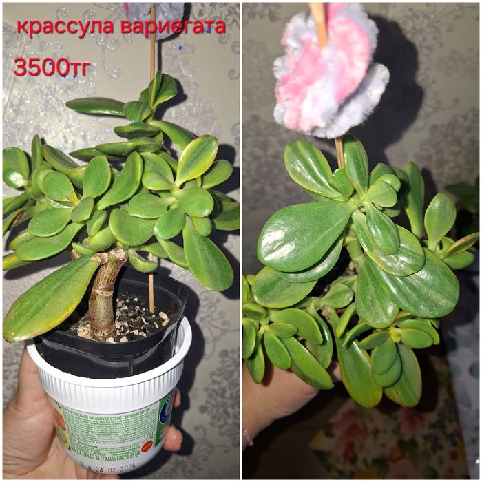 Крассула,опунция,алоэ и другие