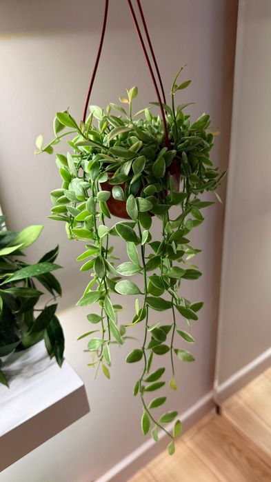 Продам Дисхидии  овата и иоланта