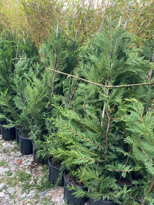 Plante Ornamentale pentru Amenajari Peisagistice