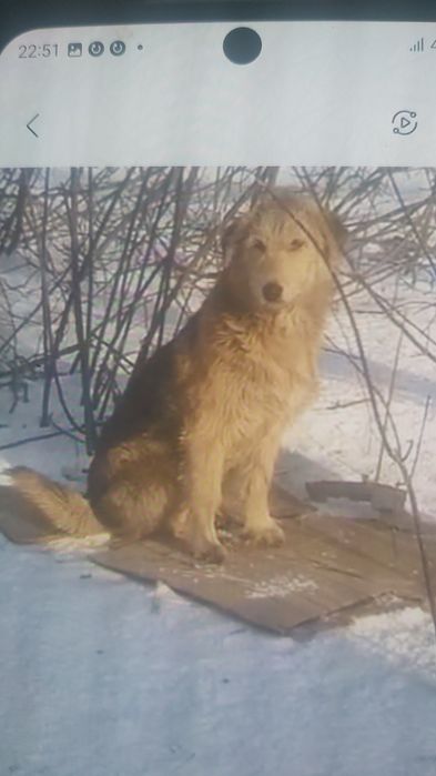 Щенок 8-9 месяцев ищет дом