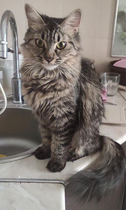 Отдам даром Сибирскую кошку