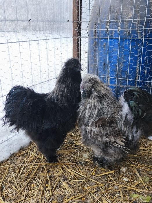 Cocos Mătase Japoneza