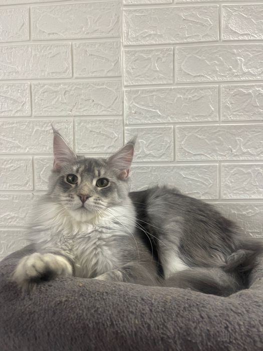 Maine Coon cu părinții campion