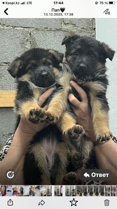 щенки немецкая овчарка