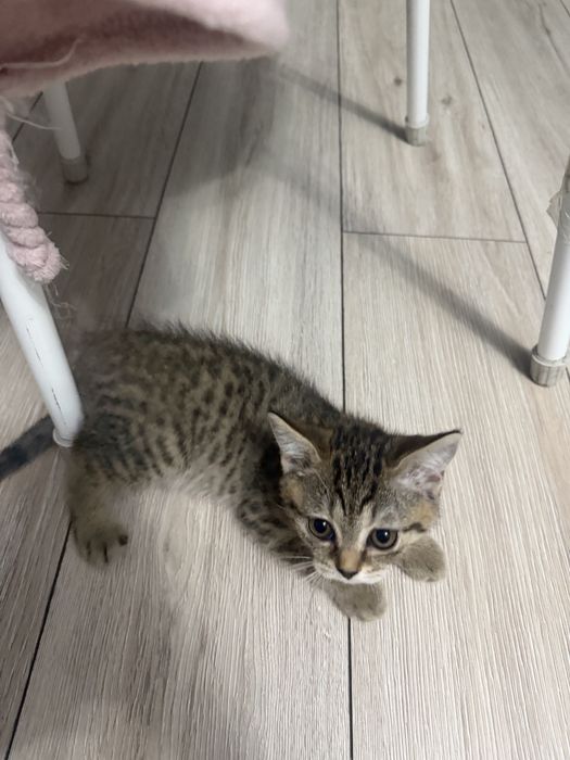 Продаем очаровательных шотландских котят!