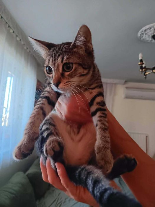 Котенца на 4 месеца търсят дом