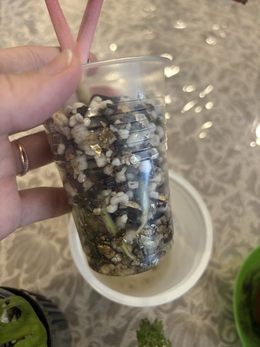 Продам коснатные растения