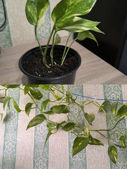 Комнатные красивые цветы.